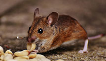 24 Hour & Emergency Exterminators in McClellanville, SC